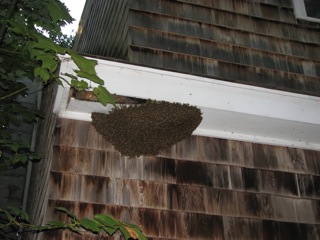 Gold Star Honeybees rescues a swarm hanging under the eaves of a house